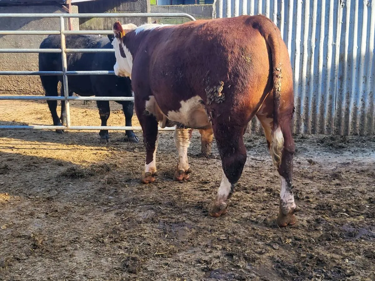 Hereford bulls - Image 2