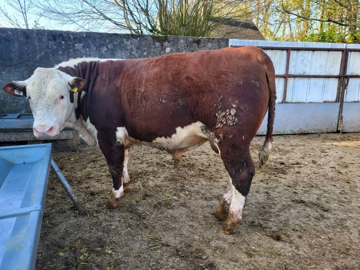 Hereford bulls - Image 1