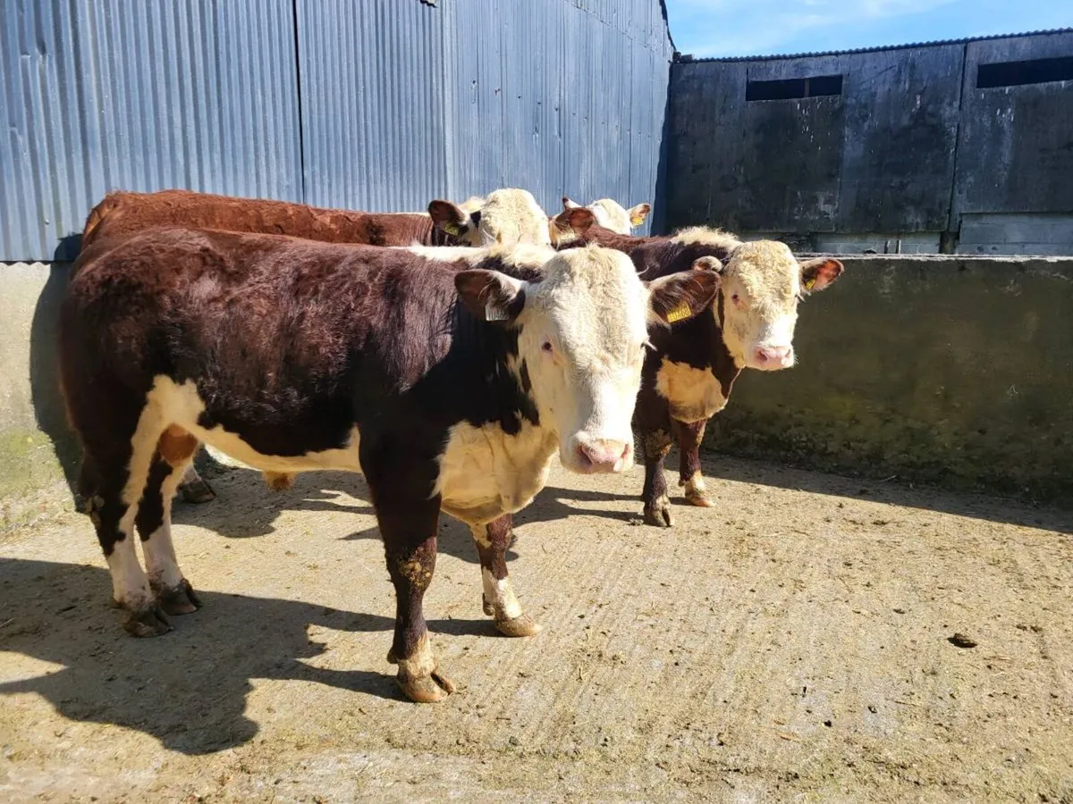 Hereford bulls - Image 3