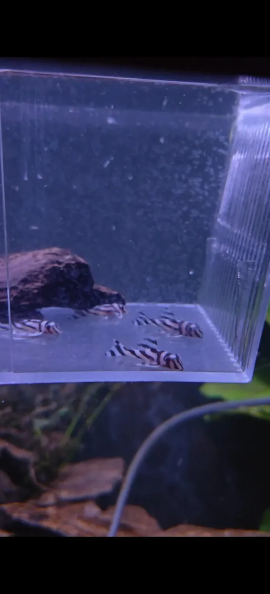 Zebra plecos L046 L46 - Image 1