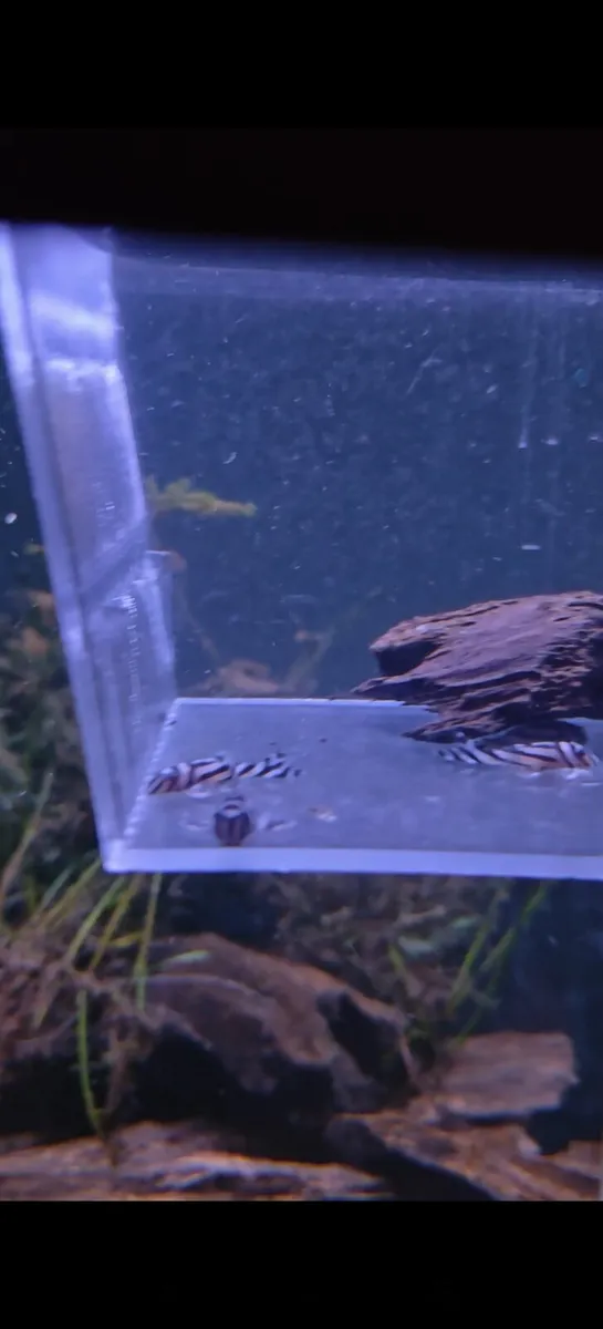 Zebra plecos L046 L46 - Image 2