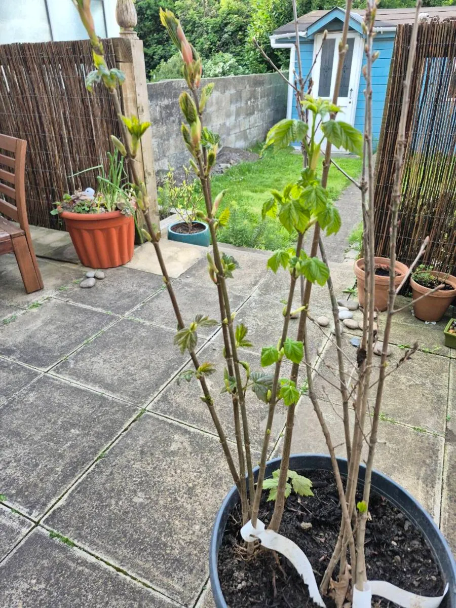 FREE 5 Sycamore saplings