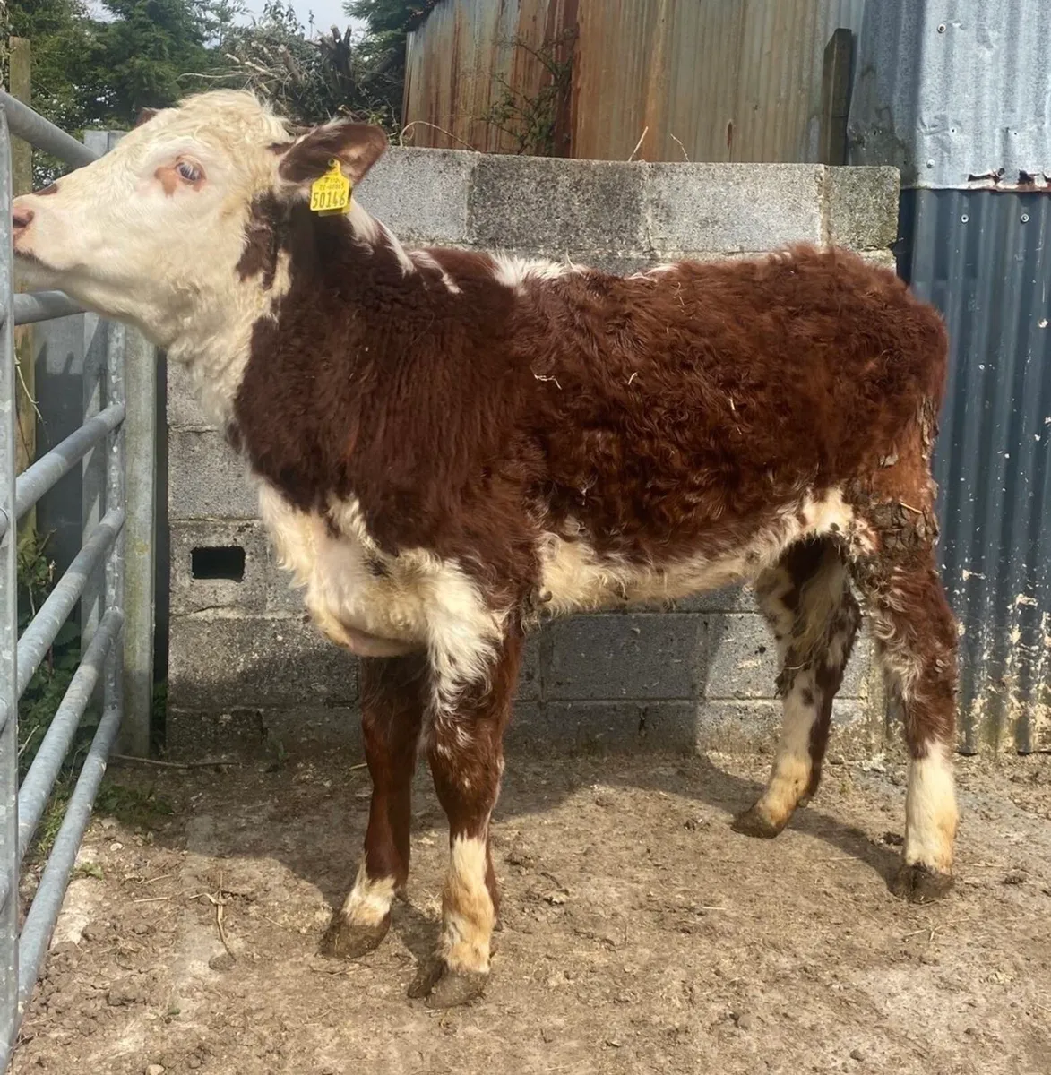 ⭐️Super roan heifer⭐️ - Image 1