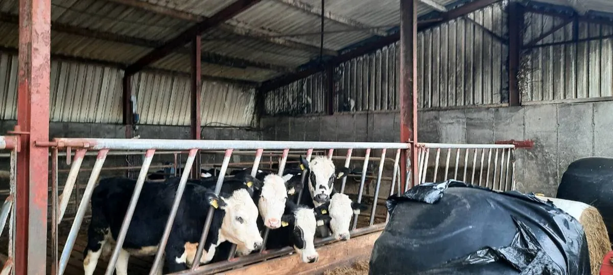 5 Hex heifers - Image 1