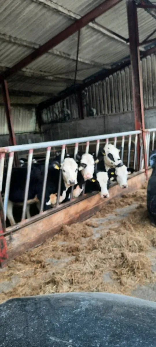 5 Hex heifers - Image 2