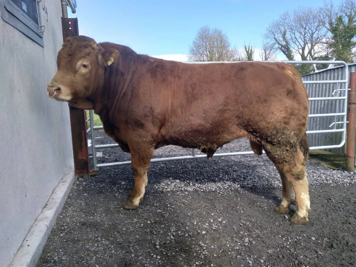 PBR Limousin Bull's - Image 1