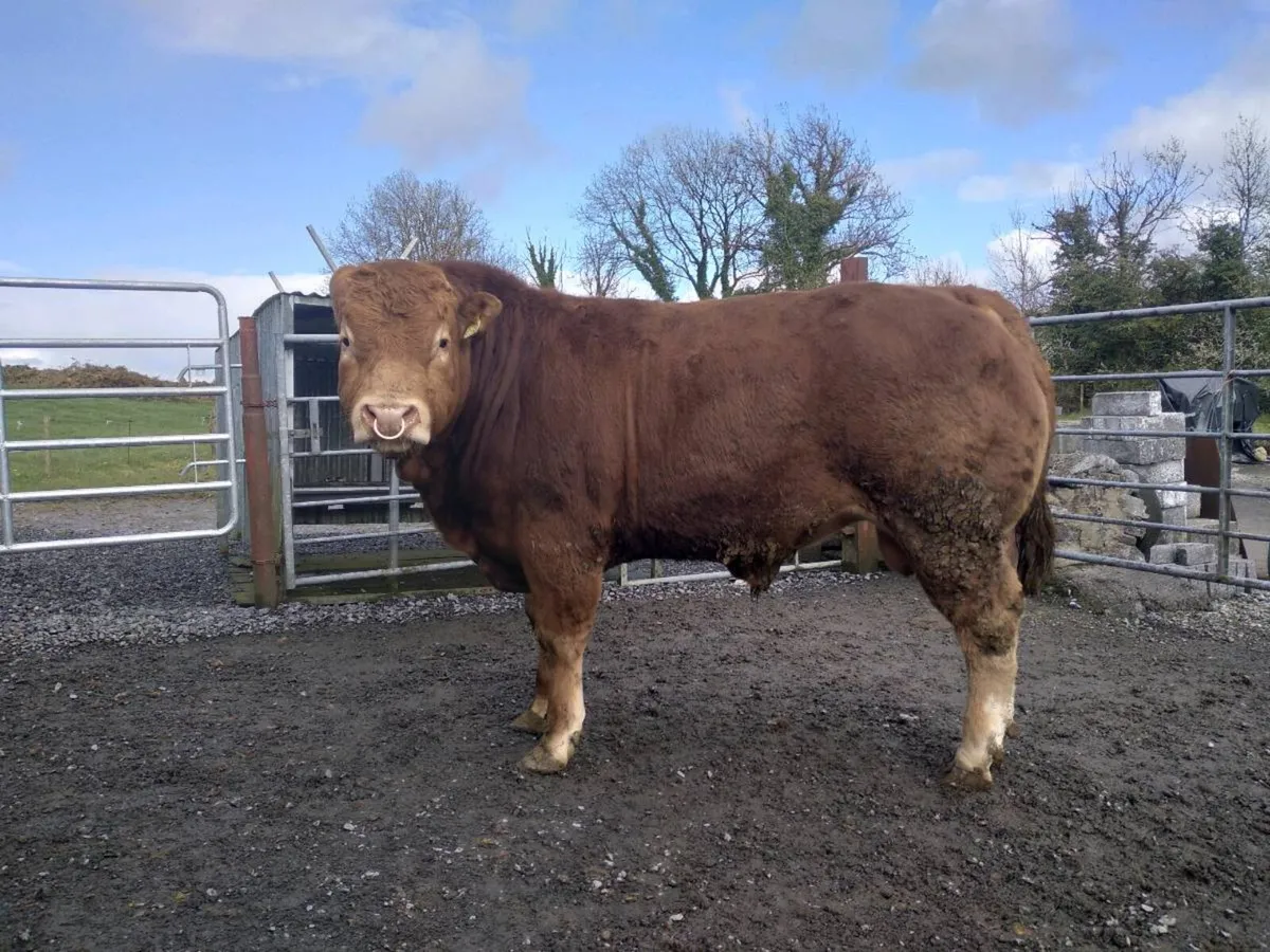 PBR Limousin Bull's - Image 2