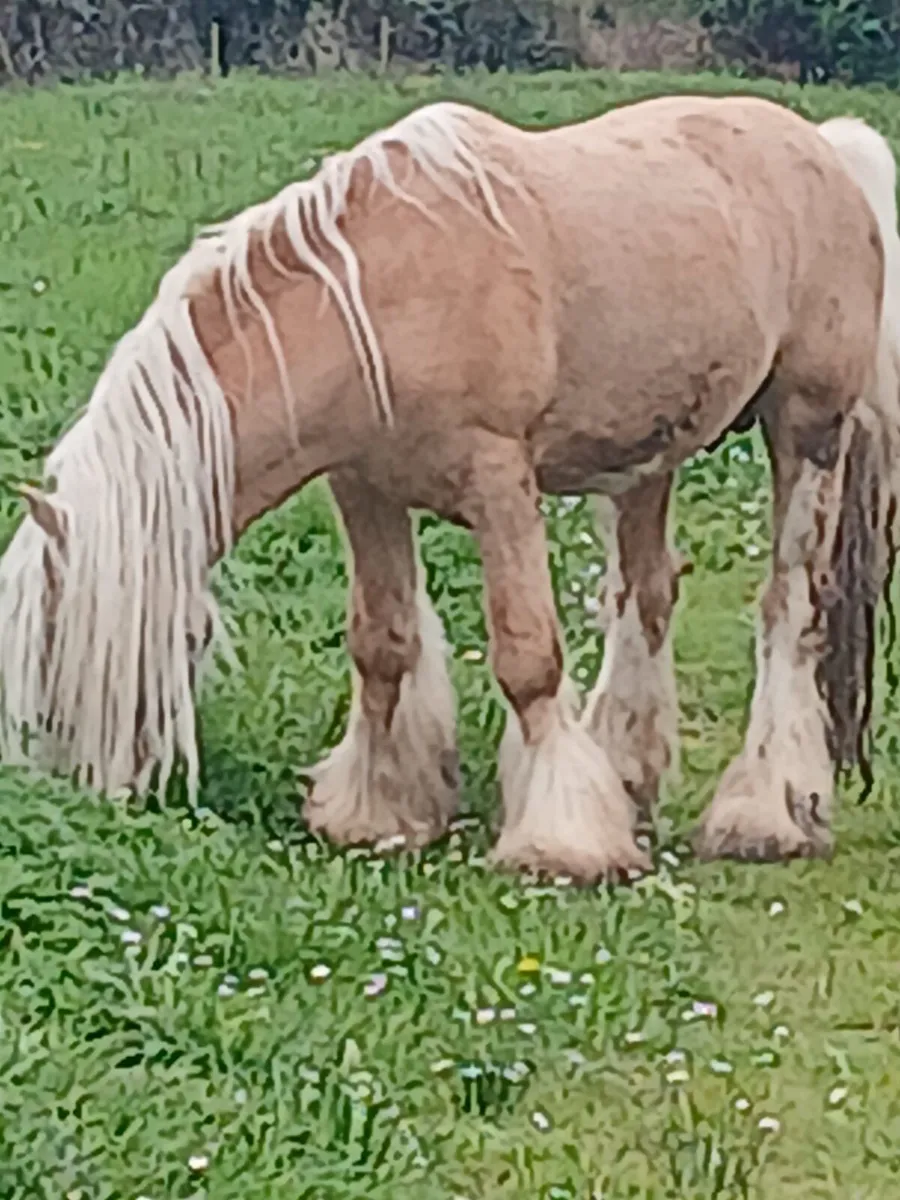 Palimino Cob stallion 14.1hh  6yr old - Image 1