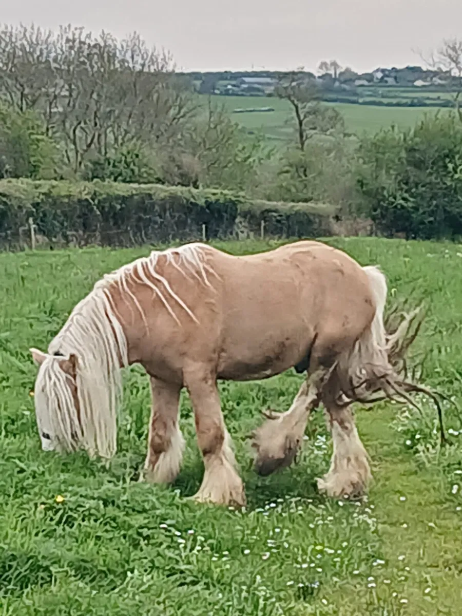 Palimino Cob stallion 14.1hh  6yr old - Image 2
