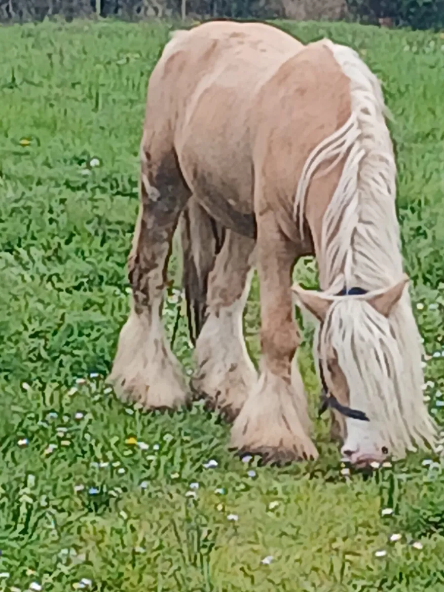 Palimino Cob stallion 14.1hh  6yr old - Image 4