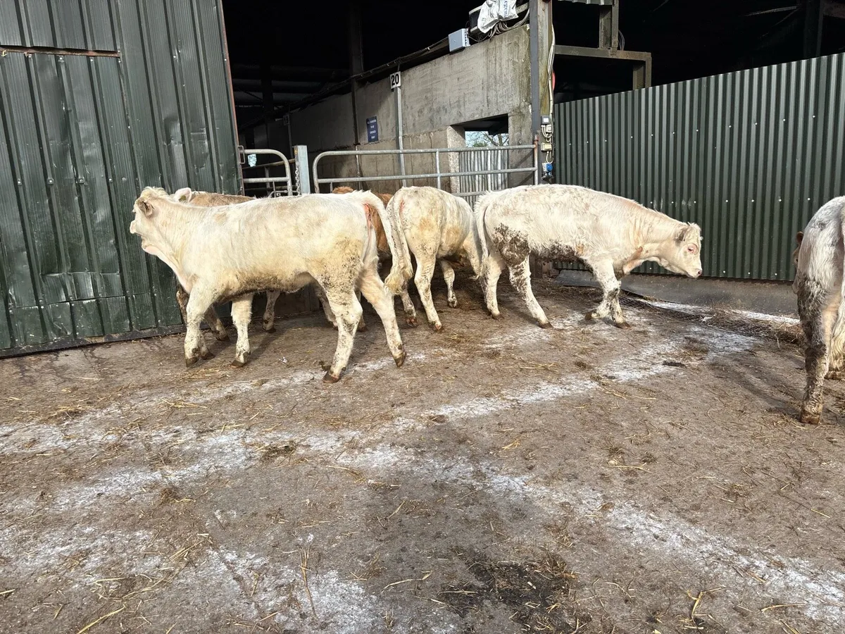 6 super charlaois heifer weanlings - Image 1