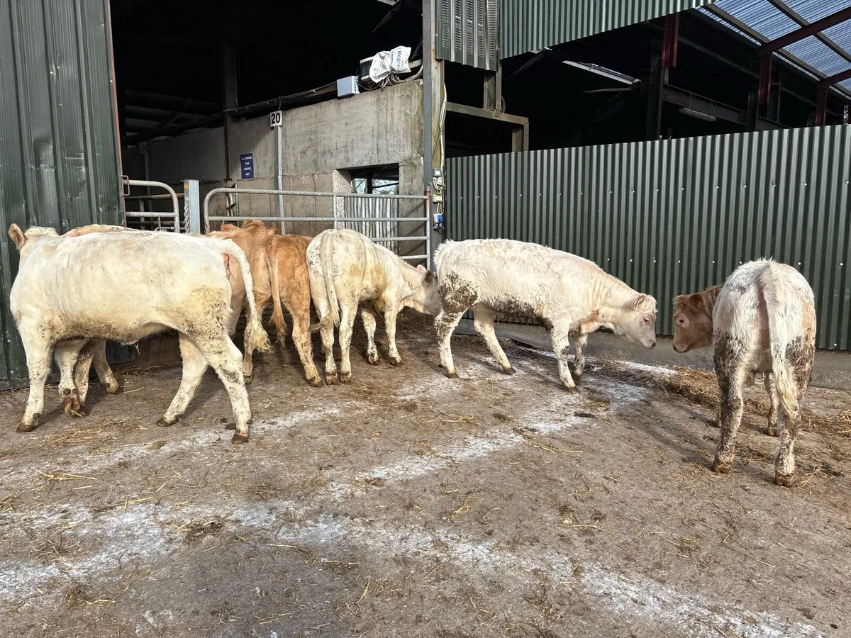 6 super charlaois heifer weanlings - Image 3