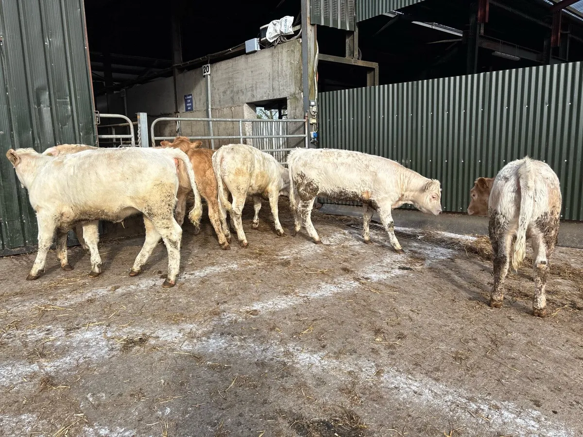 6 super charlaois heifer weanlings - Image 2