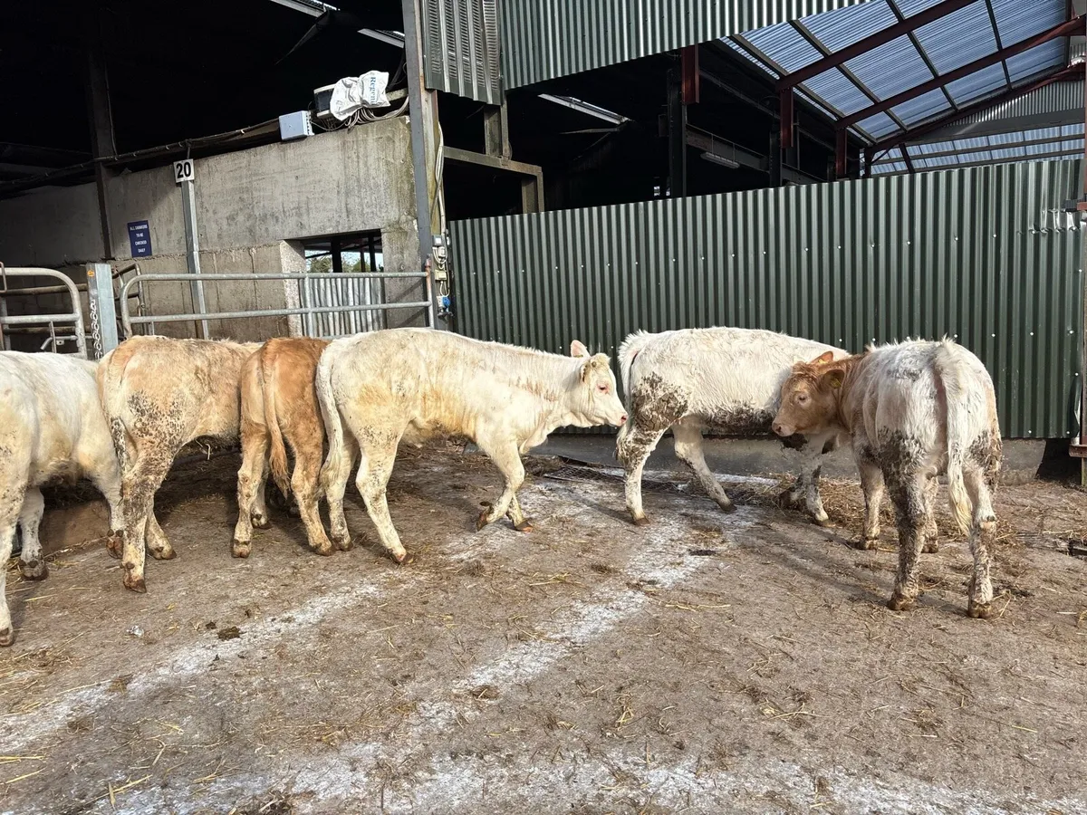6 super charlaois heifer weanlings - Image 4