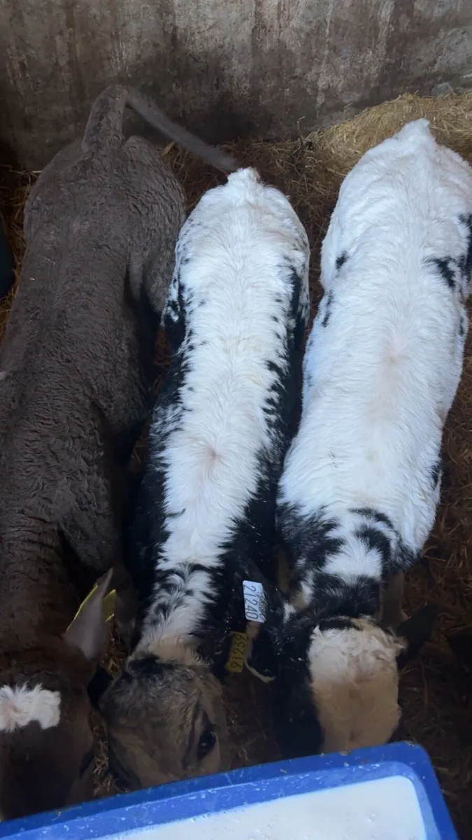 Calves - Image 1