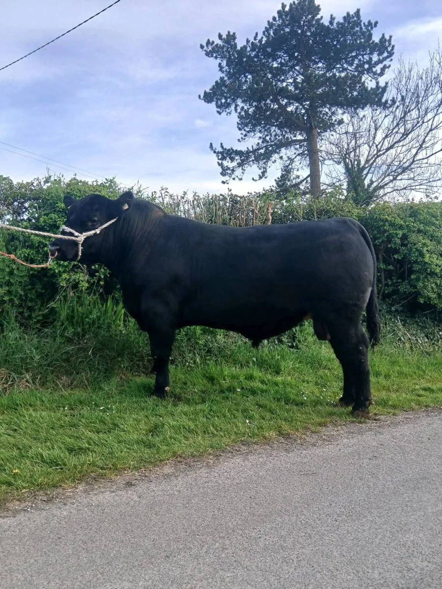 Angus Bull  Lot 43.    Carrick 2nd May - Image 1