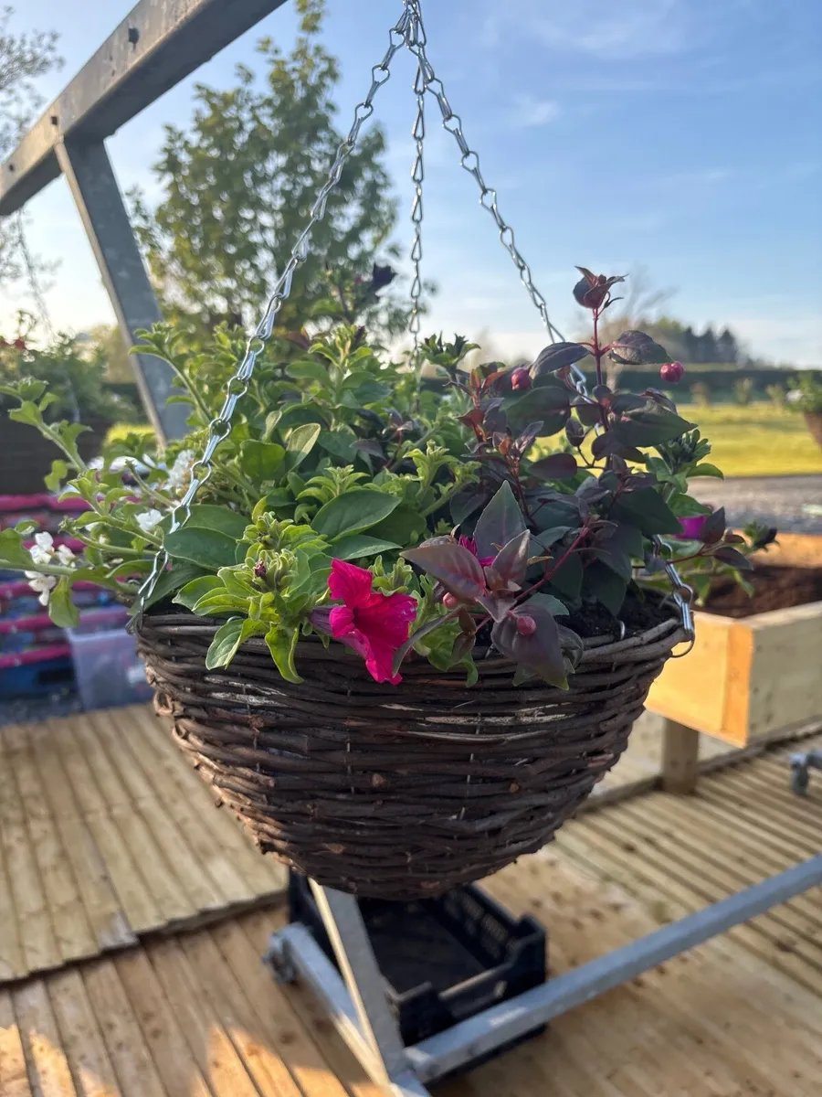 Hanging Baskets - Image 3