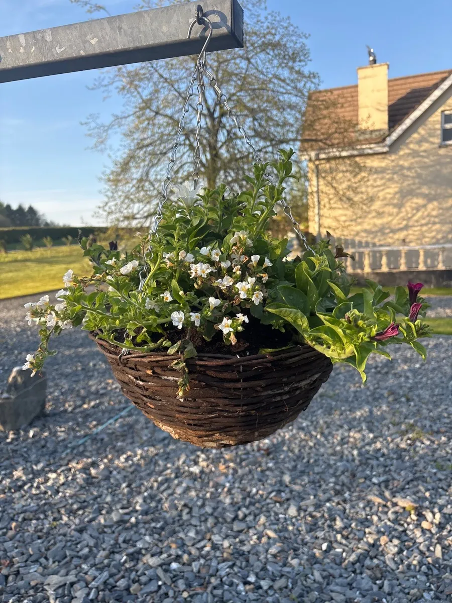 Hanging Baskets - Image 4