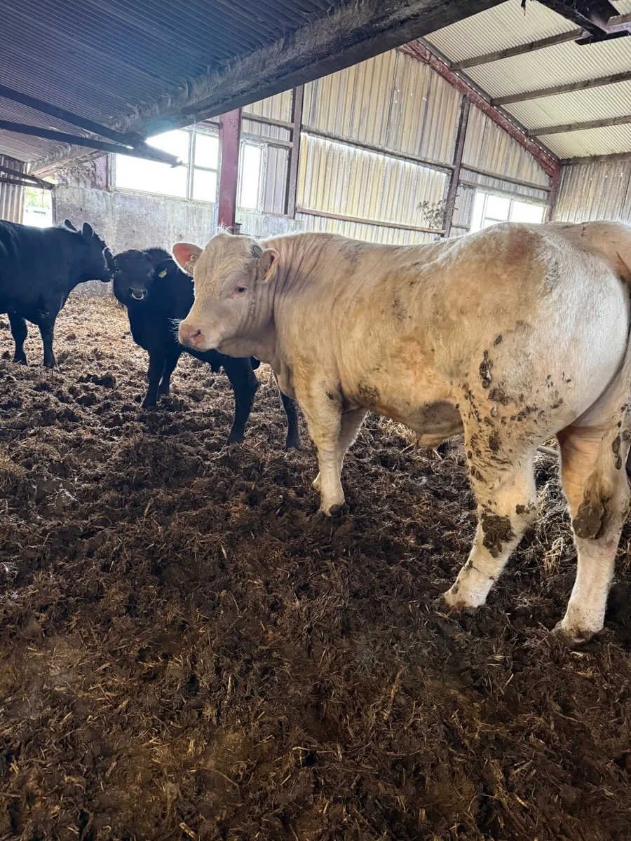 Pedigree Charolais Bull - Image 3