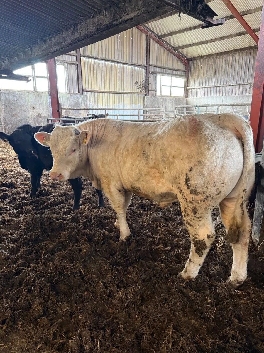 Pedigree Charolais Bull - Image 4