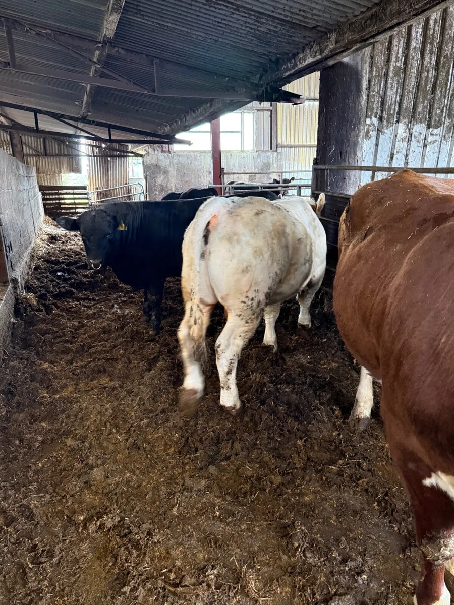 Pedigree Charolais Bull - Image 2