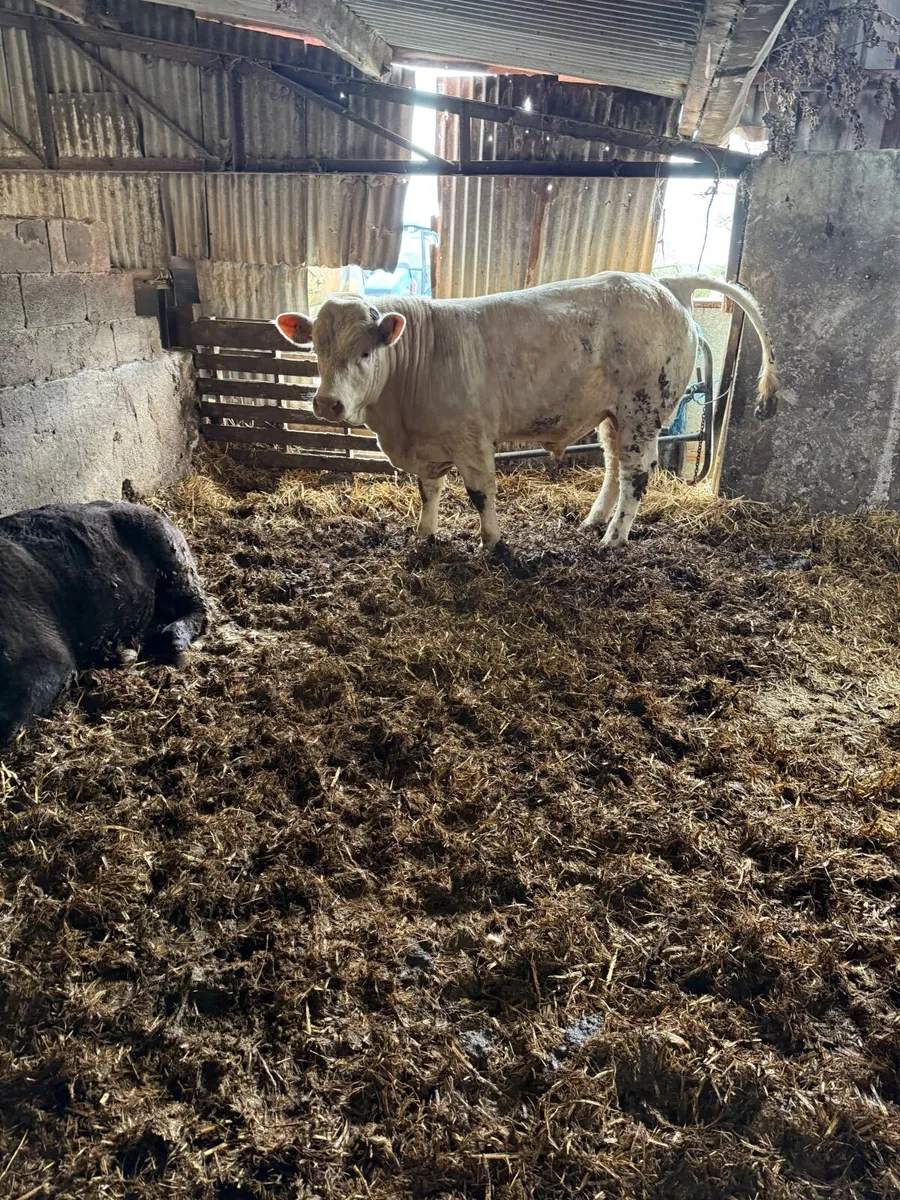 Pedigree Charolais Bull - Image 1