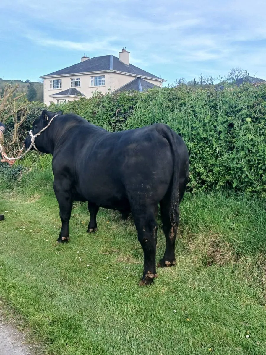 Angus Bull  Lot 43.    Carrick 2nd May - Image 2