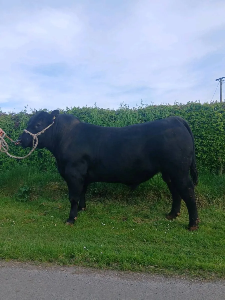 Angus Bull  Lot 43.    Carrick 2nd May - Image 3
