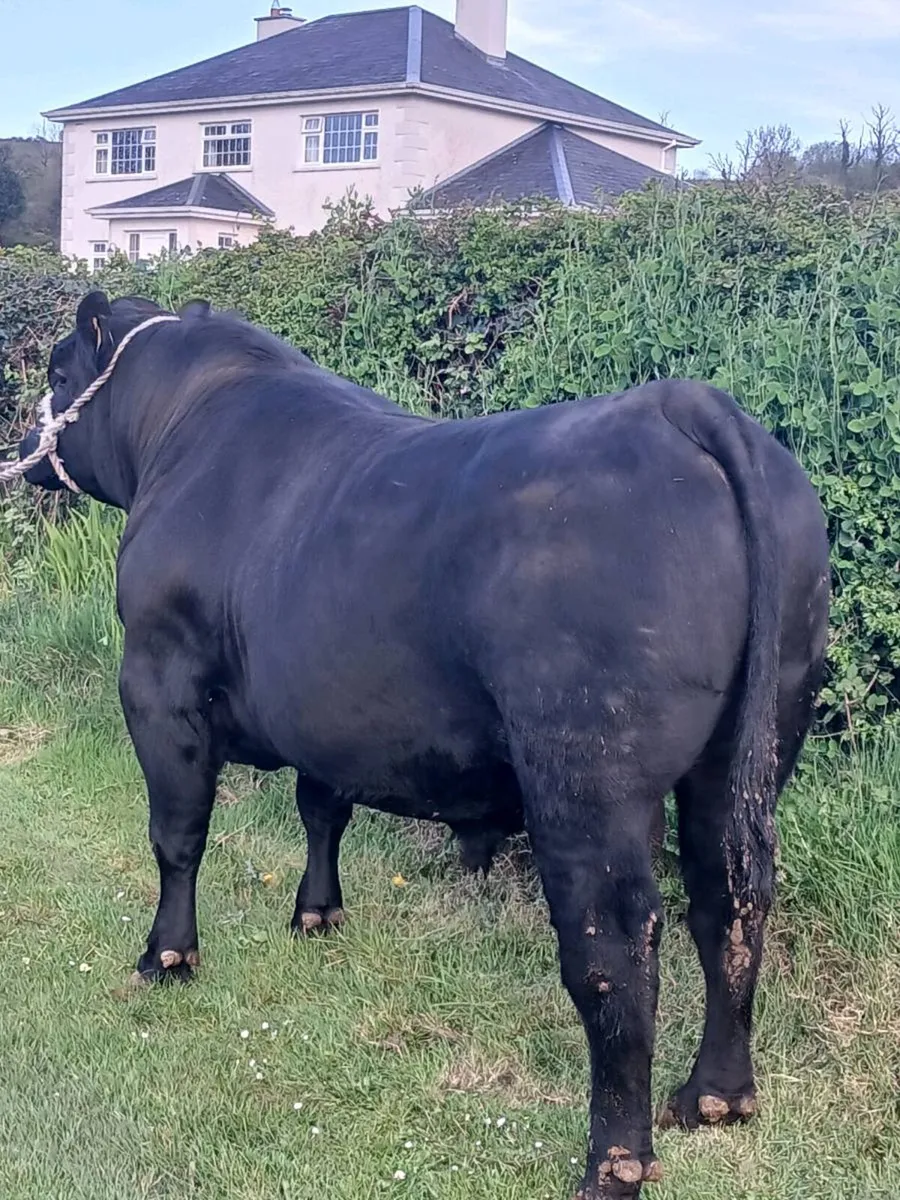 Angus Bull  Lot 43.    Carrick 2nd May - Image 4