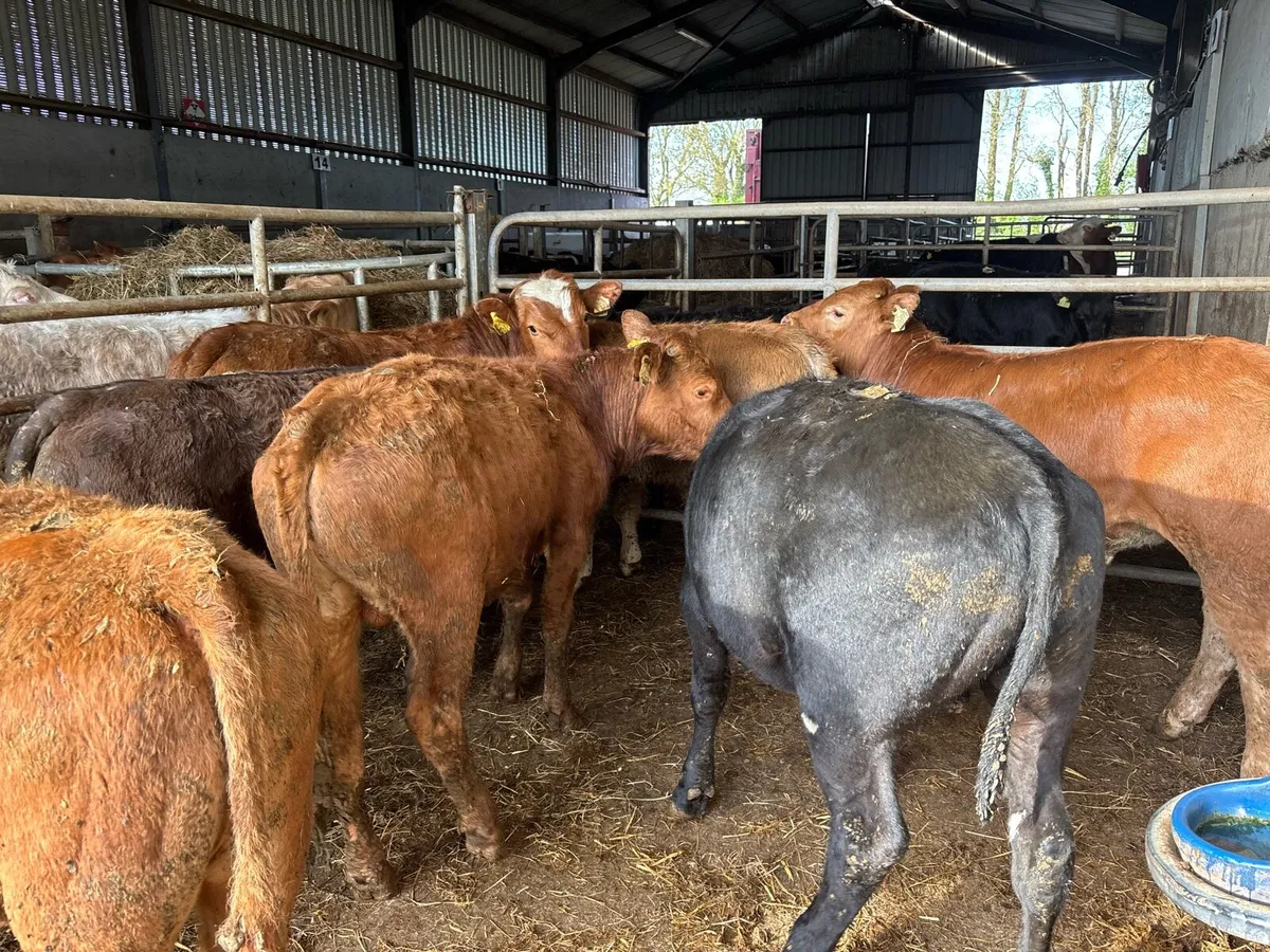 8 super continental bull weanlings - Image 2