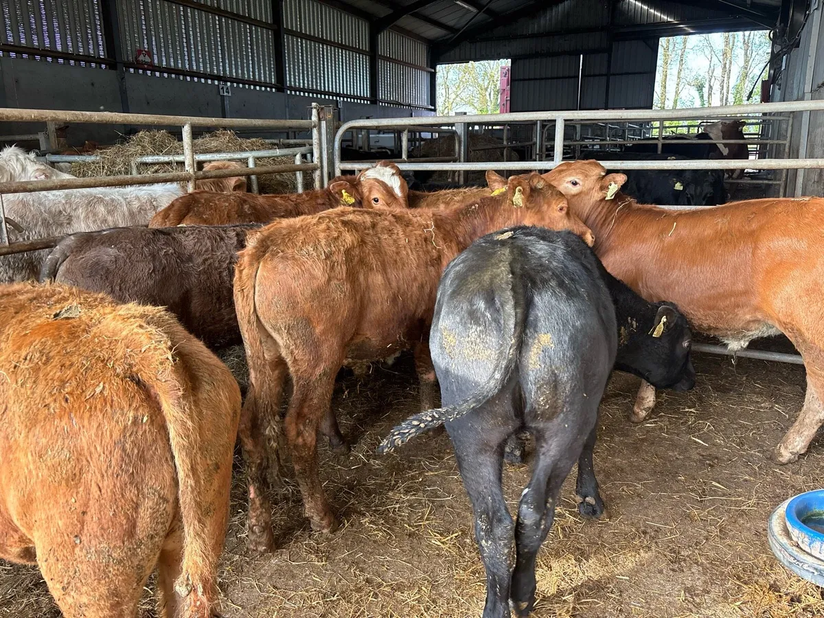 8 super continental bull weanlings - Image 3