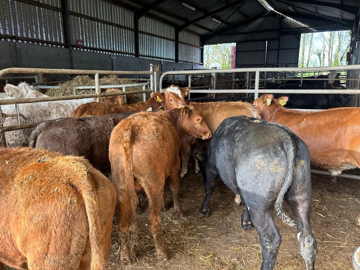 8 super continental bull weanlings - Image 4