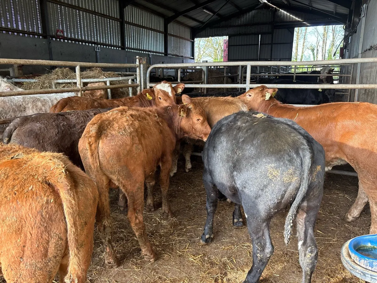 8 super continental bull weanlings - Image 1