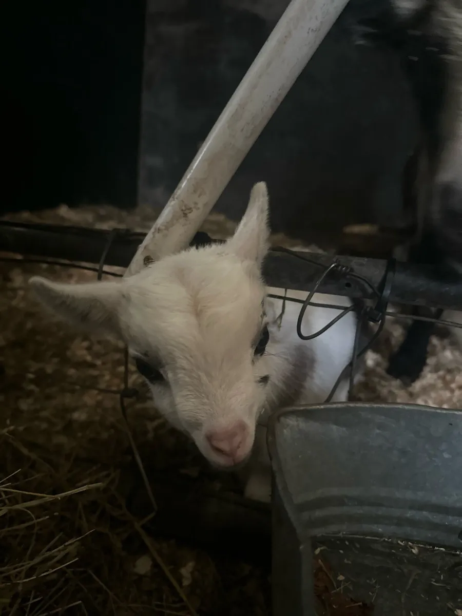 Castrated Male Pygmy - Image 1