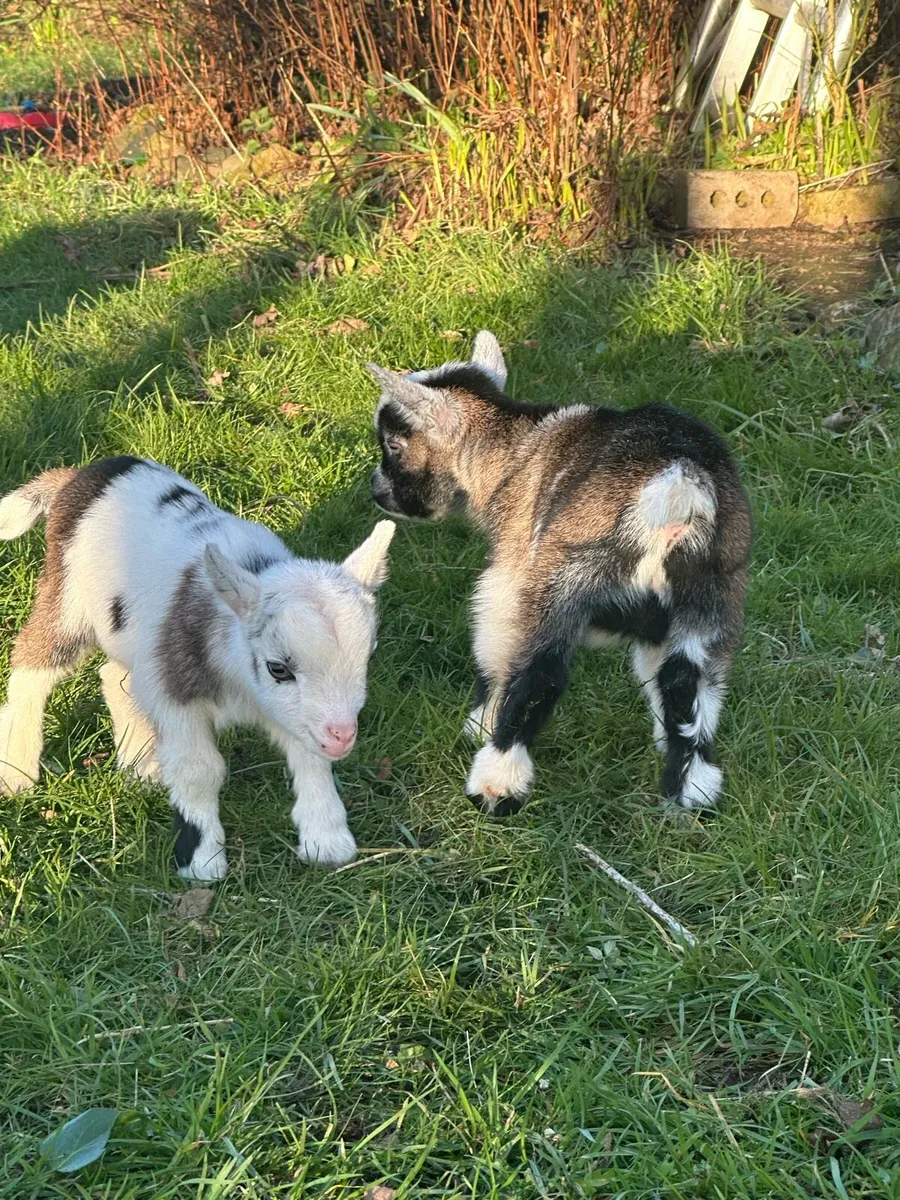 Castrated Male Pygmy - Image 2