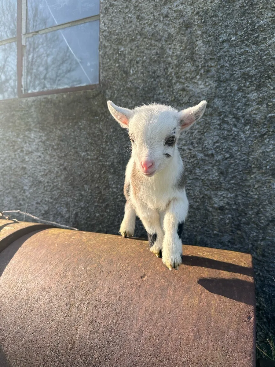 Castrated Male Pygmy - Image 4