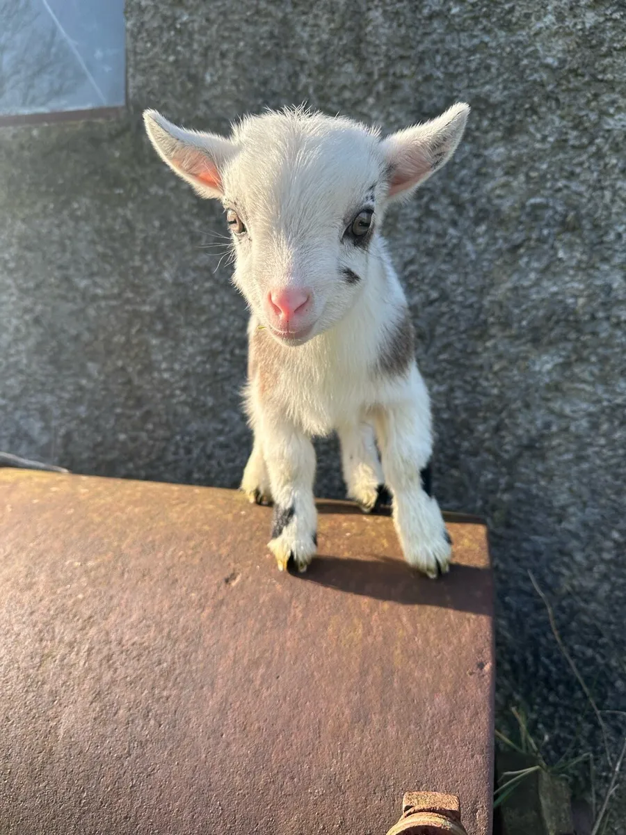 Castrated Male Pygmy - Image 3
