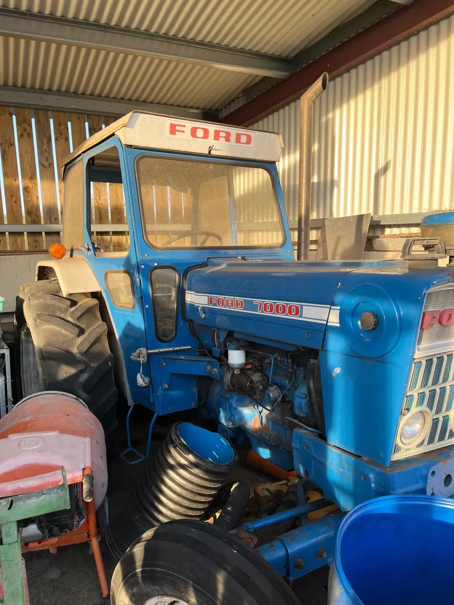 Conamara filly - Image 2