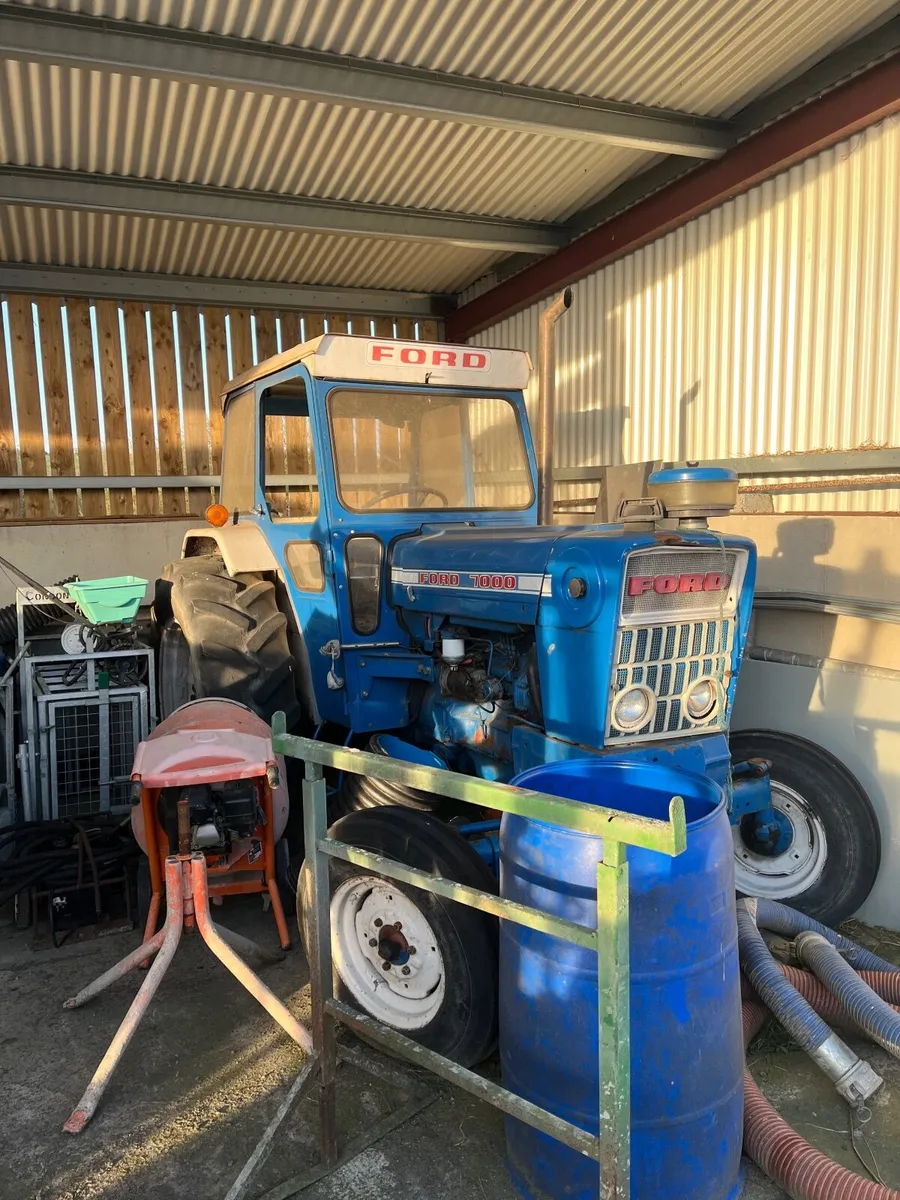 Conamara filly - Image 3