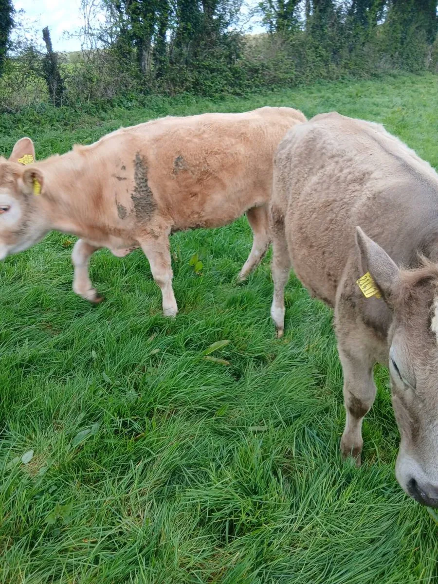 3 Charolais Heifers - Image 1