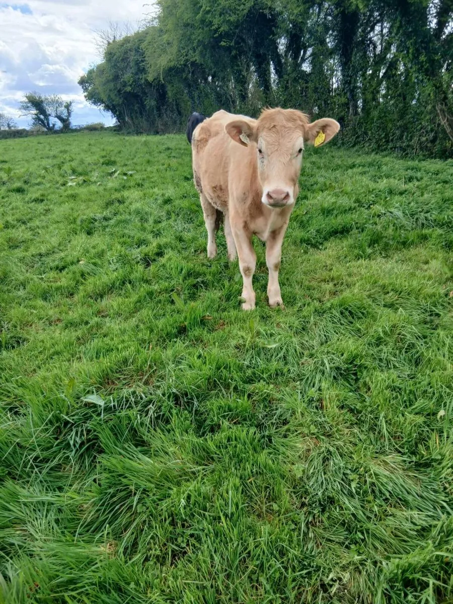 3 Charolais Heifers - Image 2