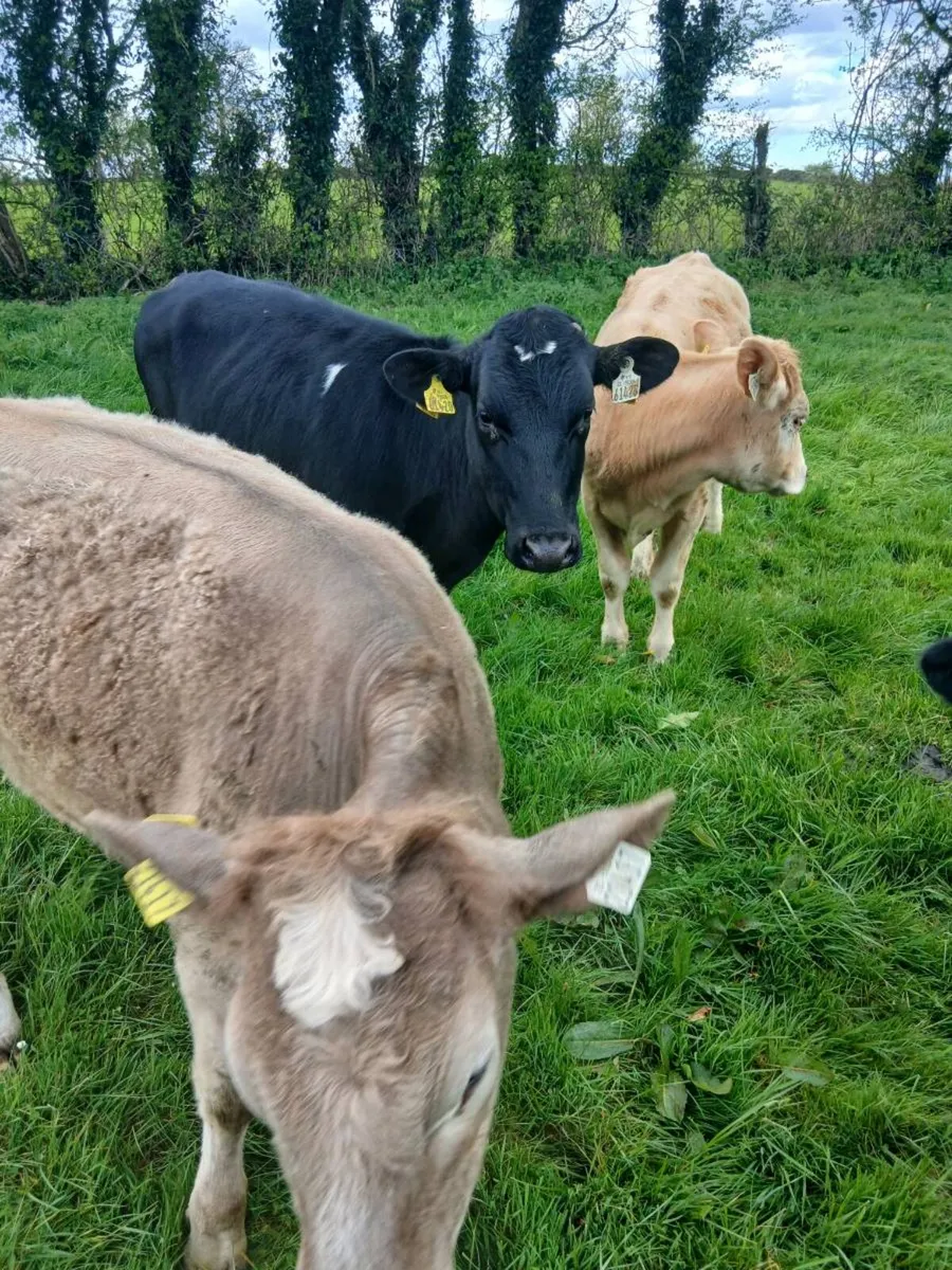 3 Charolais Heifers - Image 3