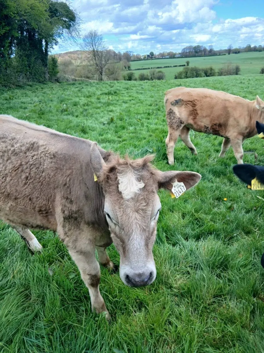 3 Charolais Heifers - Image 4
