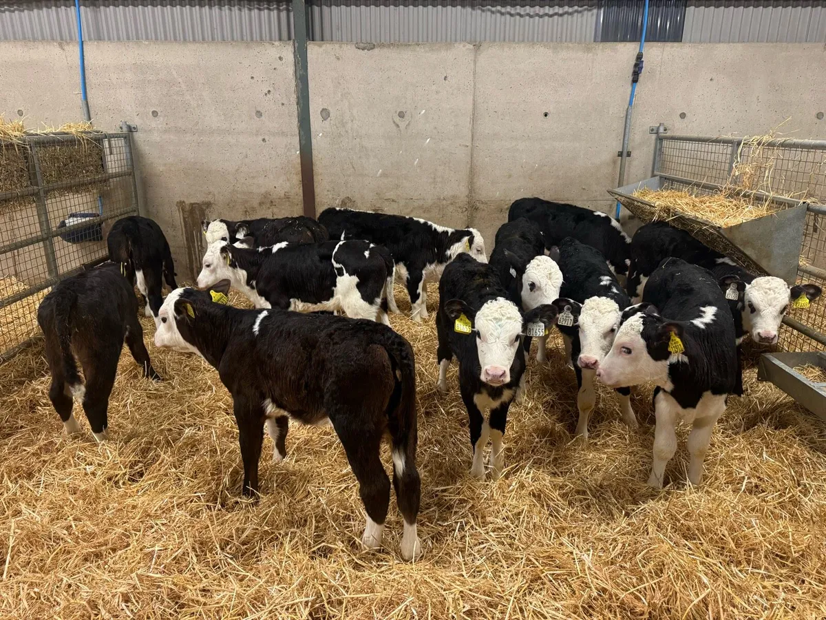 Hereford Heifers - Image 1