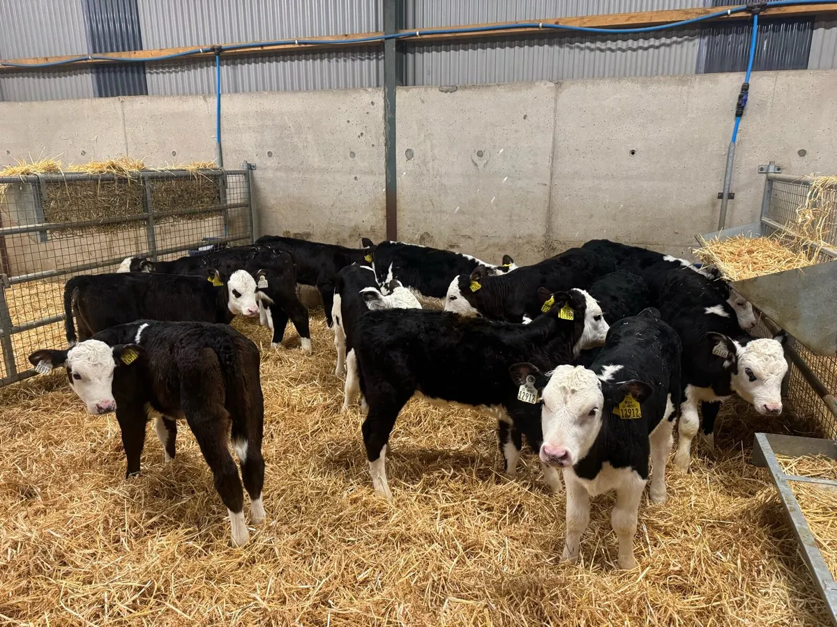 Hereford Heifers - Image 4