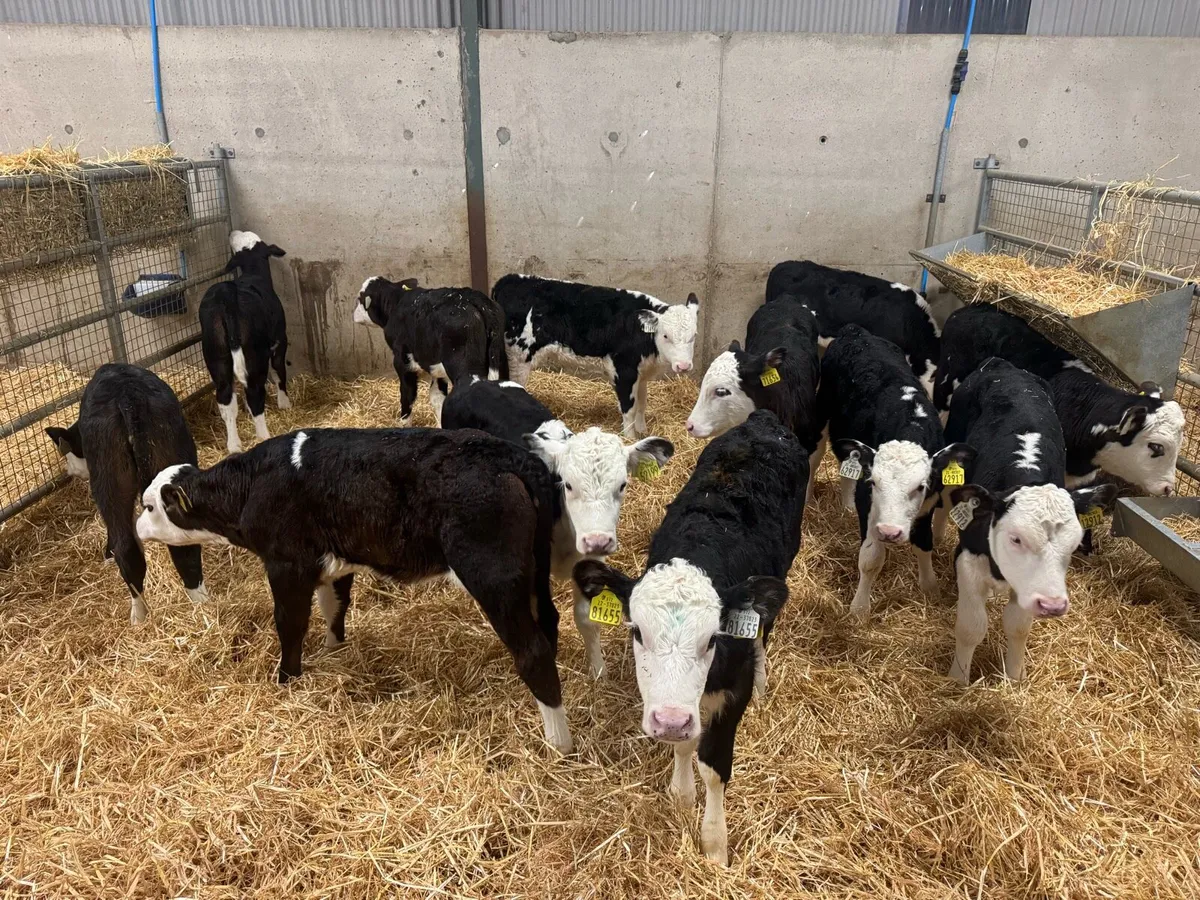 Hereford Heifers - Image 2