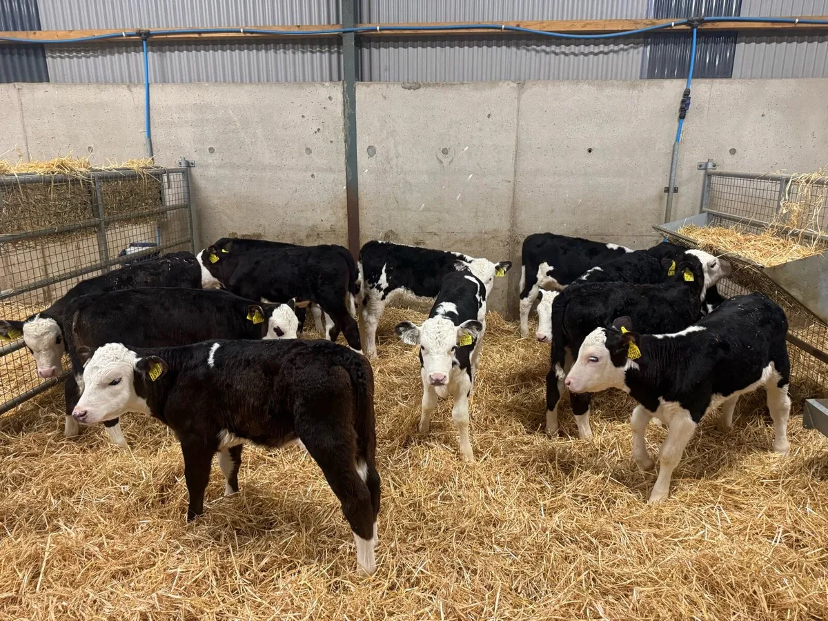 Hereford Heifers - Image 3