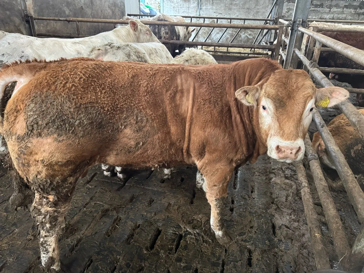 Pedigree Limousin Bull - Image 1