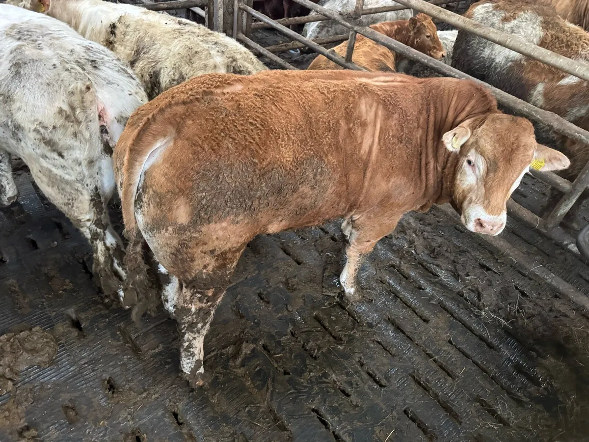 Pedigree Limousin Bull - Image 2