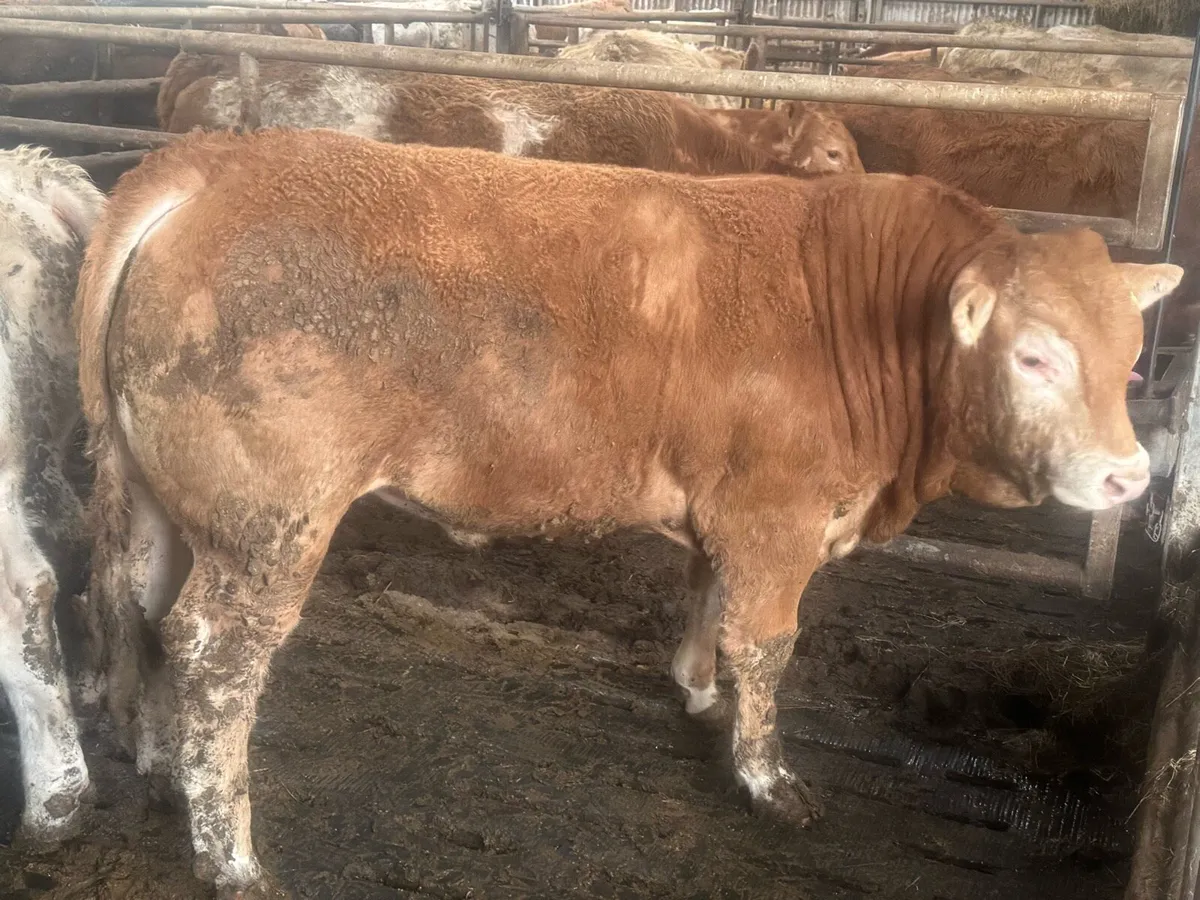 Pedigree Limousin Bull - Image 3